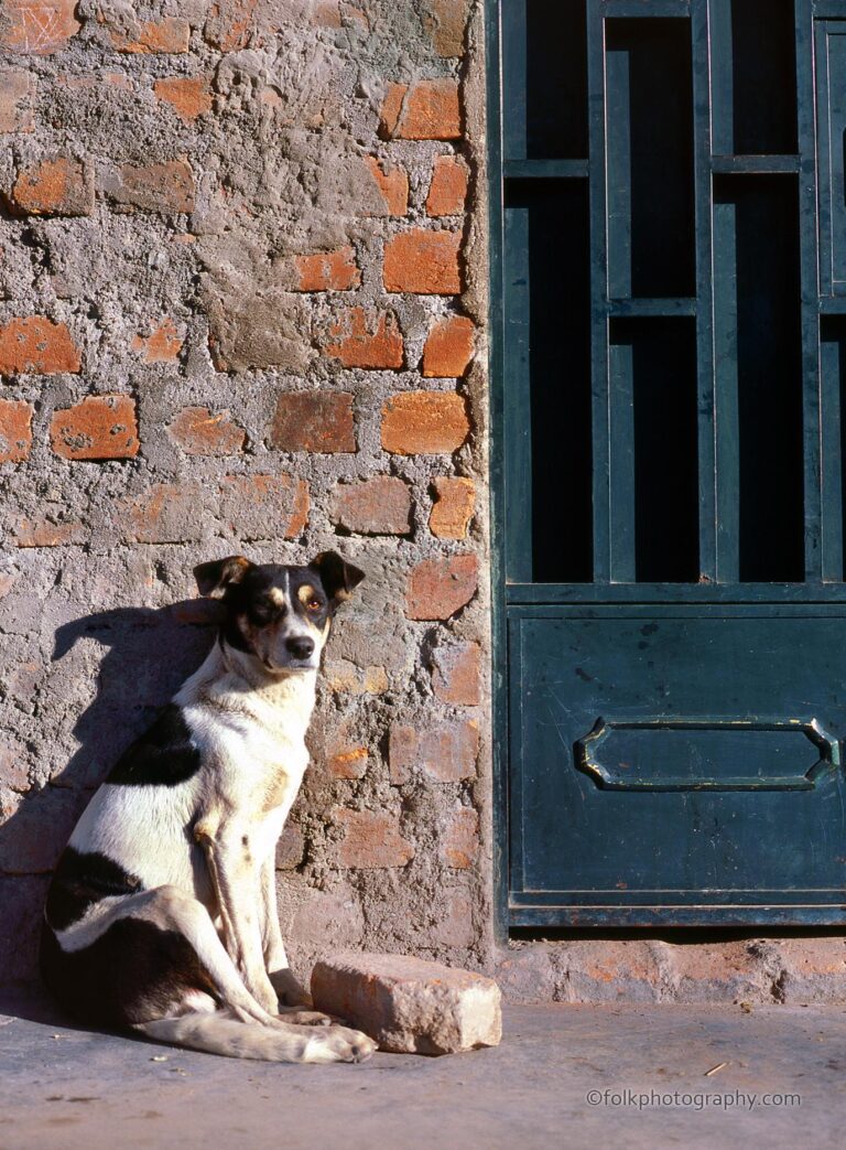 Dog and brick near green door in the village of Ayacucho, Peru.