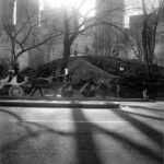 Photo from Central Park of long shadows from the trees and a horse and carriage