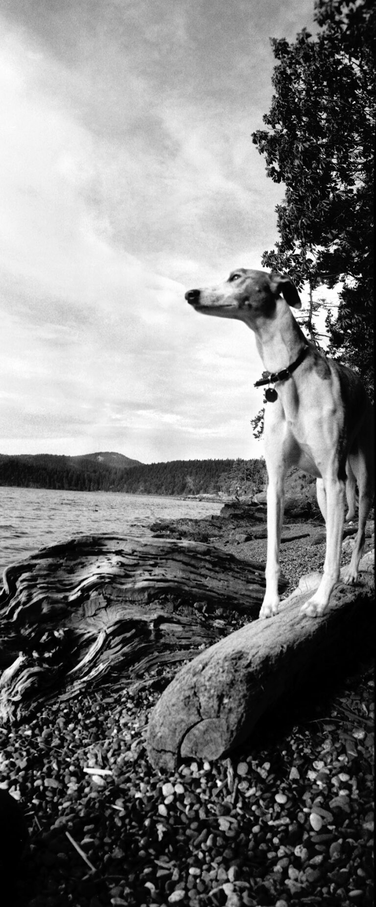 A vertical panorama of a whippet dog standing on a log on a beaach.