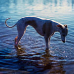 Whippet standing in shallow water