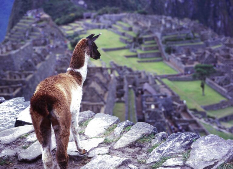 Llama standing on edge staring out over the ruins around Macchu Picchu.