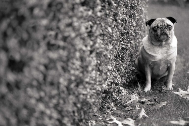 Pug standing in front of a hedge