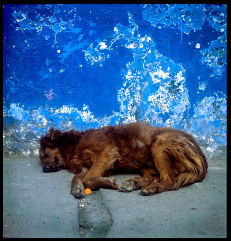 Mangy dog sleeping on a sidewalk