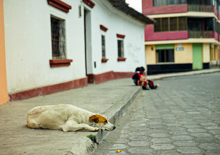 Dog resting on a curb with some kids sitting on the curb in the background.