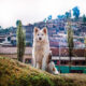 Intense blue eyed dog in mountain town in Peru