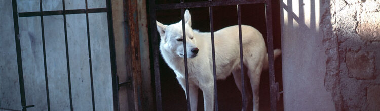 White dog behind gate