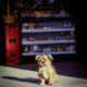 Little pup in front of a bodega