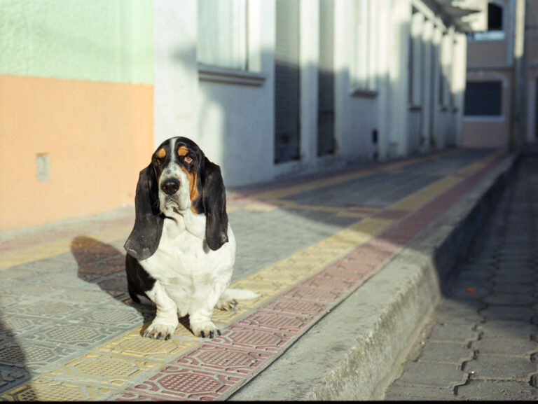 Hound dog on painted sidewalk in Ayacucho, Peru.