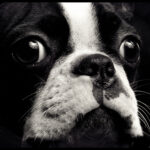 Close up of Boston Terrier