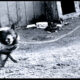 Black and white photo of barking dog on a leash